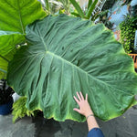 Set 2 Giant Colocasia Elephant Ear Plants Live 4–7 Inches Tall, Tropical Foliage Plants for Outdoor Garden, Large Leaf Plants for Patio, Containers or Landscape