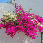 Set 2 Pink Bougainvillea Plants Live, Flowering Bougainvillea Vine 4-8 Inches Tall, Climbing Plant for Outdoor Garden and Trellis