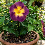 Set of 7 Purple Yellow Hibiscus Cuttings, Hibiscus Flowers Plants, Tropical Flower Plant for Outdoor Gardening