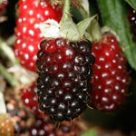 4 Boysenberry Plants Live for Growing 5 to 8 Inch Height, Sweet Boysenberry Fruit Trees Live Plants to Grow