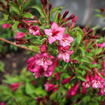 Pink Weigela Plant Pot, Live Weigela Plant, 4 Inches Pot, Weigela Live Plant, Weigela Plant Live, Weigela Starter Plant for Gardening Outdoor Indoor