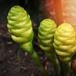 Shampoo Ginger Plant, Awapuhi Ginger Rhizome, 3–5 Inches Tall, Well Rooted, No Pot, Ready for Outdoor Planting