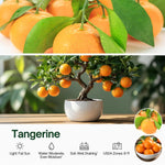 Live Tangerine Citrus Tree, 1-2 Ft Tall in 1 Gallon Pot, Fruit Bearing Tree for Indoor Outdoor Patio Garden and Home Growing