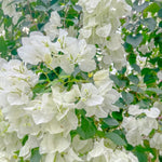 3 Bougainvillea Vine Plants, Bougainvillea Plants Live for Outdoor Landscaping and Containers, 4-7 Inch Tall Well-Rooted, No Pot (Variegated White Bougainvillea)