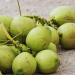 Green Coconut Tree Plant Sprouted, Coconut Plant Live, 6 to 8 Inc Tall, Tropical Plant Live Gardening Outdoor