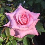 Rose Bush Live Plant, Heirloom Rose Plant Live for Planting, Fragrant Flowers Well Rooted Plant, 5-10 Inch Tall (Pink Rose)