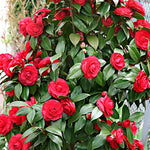 Red Camellia Live Plant, 10-12 Inch Tall Camellia Japonica in 4" Pot, Flowering Shrub for Indoor or Outdoor Planting