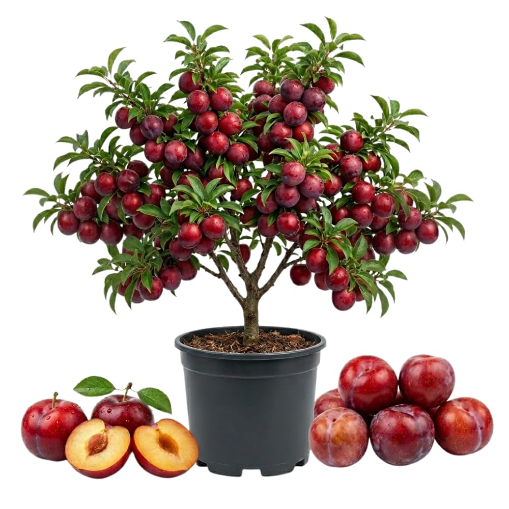 Red Plum Tree Live Plant, Plum Fruit Tree Plant, 2-3 Ft Tall