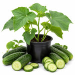 2PPP Cucumber Live Plants, Cucumber Vegetable Plant for Outdoor Planting