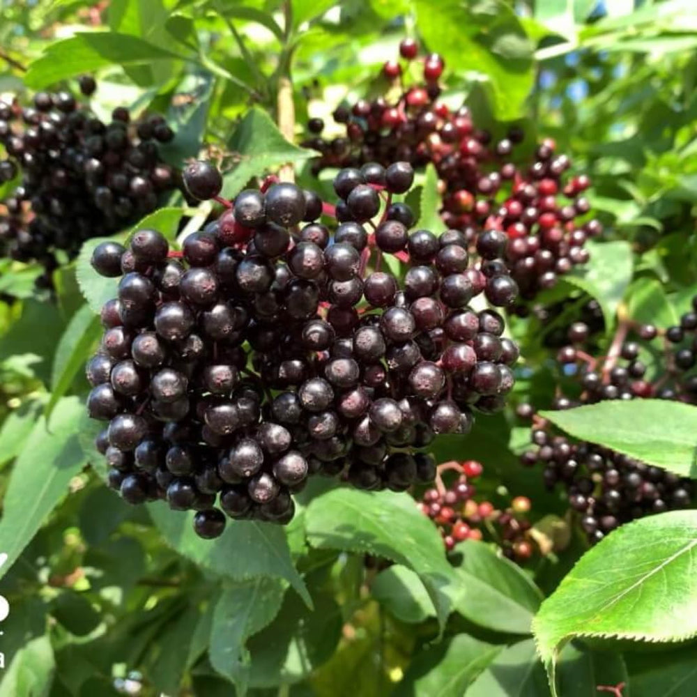 Elderberry Tree Live Plant Bush 5-9" in Tall, Elderberry Plants Live 9-Month-Old Bushes, Ready for Planting