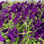 Black Deep Purple Buddleia Butterfly Bush Plant Live, 5-9" in Tall, No Pot, Perennial Bushes Ready to Plant in Spring Outdoor Gardening, Dormant in Winter