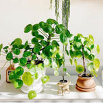 Money Plant, Pilea Peperomioides Plant Live, 5 to 7 Inches Tall, Money Live Plant for Garden