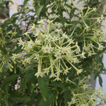 Jasmine Live Plant 4–8″ Tall, Jasmines Flower Vine, Fragrant White Blooms, Outdoor or Container Growing (Night Blooming Jasmine)