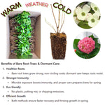 Set 2 Hydrangea Live Plants, Pink to Blue Hydrangea Bushes Shrubs Trees Live Plants in 4” Pot, Live Hydrangea Well Rooted for Planting