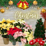 2 Multi Varieties Poinsettia Plants Live, Pink Cream Poinsettia Flowers for Holiday Christmas Gift, Decoration Houseplant 5-10" in Tall, No Pot