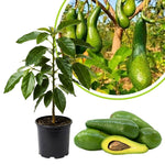 Live Long Avocado Tree Plant in 3 Gallon Pot, Cold Hardy Avocado Tree 2-3 Ft Tall, Ready to Bear Fruits