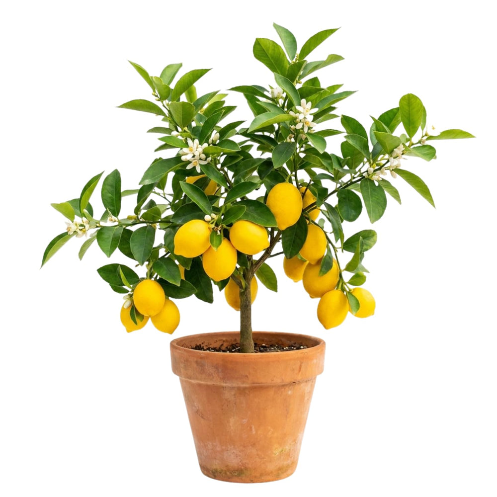 Meyer Lemon Tree 1-2 Ft Tall, Air Layered Citrus Tree in Gallon Pot for Indoor and Outdoor Fruit Growing, Fruit Bearing Trees