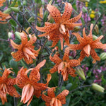 10 Turks Cap Lily Bulbs Roots, Tiger Lily Flower Root Plant, No Leaf, Well Rooted Ready to Plant, Summer Bloom, Orange Flower Live Plant