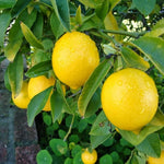 Live Meyer Lemon Tree Plant, Fragrant Citrus Tree, 2-4 Inches Tall in 4 Inch Pot for Growing