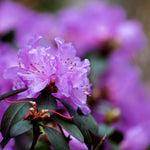 Live Azalea Plant, Hardy Rhododendron Flowering Shrub, 10 Inches Tall for Growing (Purple)