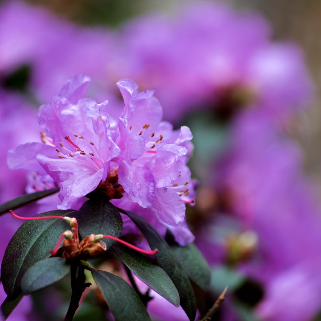 Live Azalea Plant, Hardy Rhododendron Flowering Shrub, 10 Inches Tall for Growing (Purple)