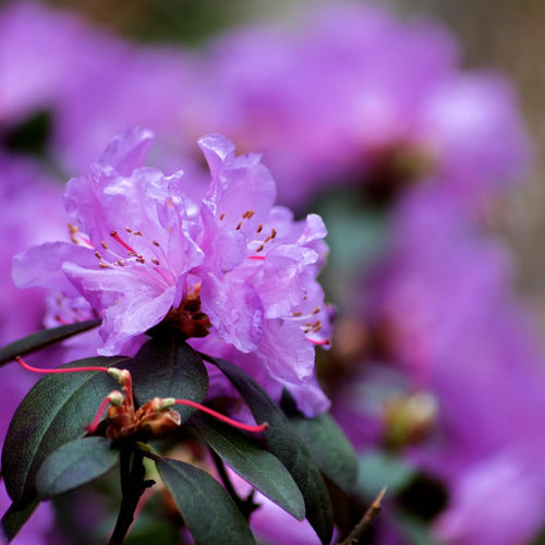 Live Azalea Plant, Hardy Rhododendron Flowering Shrub, 10 Inches Tall for Growing (Purple)