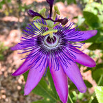 Pack 2 Passion Flower Plants, Lavender Passiflora Vine Flowering Plant 4-7 Inch Tall, Indoor Outdoor Planting