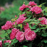 Climbing Rose Live Plant Well Rooted, No Leaf, Ready to Plant Indoor Outdoor, Climber Rose Bush, Hybrid Tea Rose Like, Very Fragrant, Long Bloomer (Pink - Deep Pink)