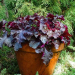 2-Pack Live Heuchera Coral Bells Plants, Deep Purple to Pink or Reddish-Brown Leaves, Vibrant Indoor Outdoor Planting