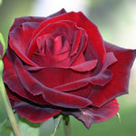 Fragrant Climbing Rose Live Plant, Well Rooted 5-9" Tall, No Leaf, Indoor Outdoor Climber, Rose Bush, Hybrid Tea Rose Like (Velvet Red Black)