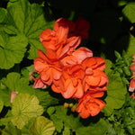 2 Orange Geranium Plants Live, Vibrant Blooms, Hardy Perennial Geranium Flowers 4-8 Inches, Indoor Outdoor Planting