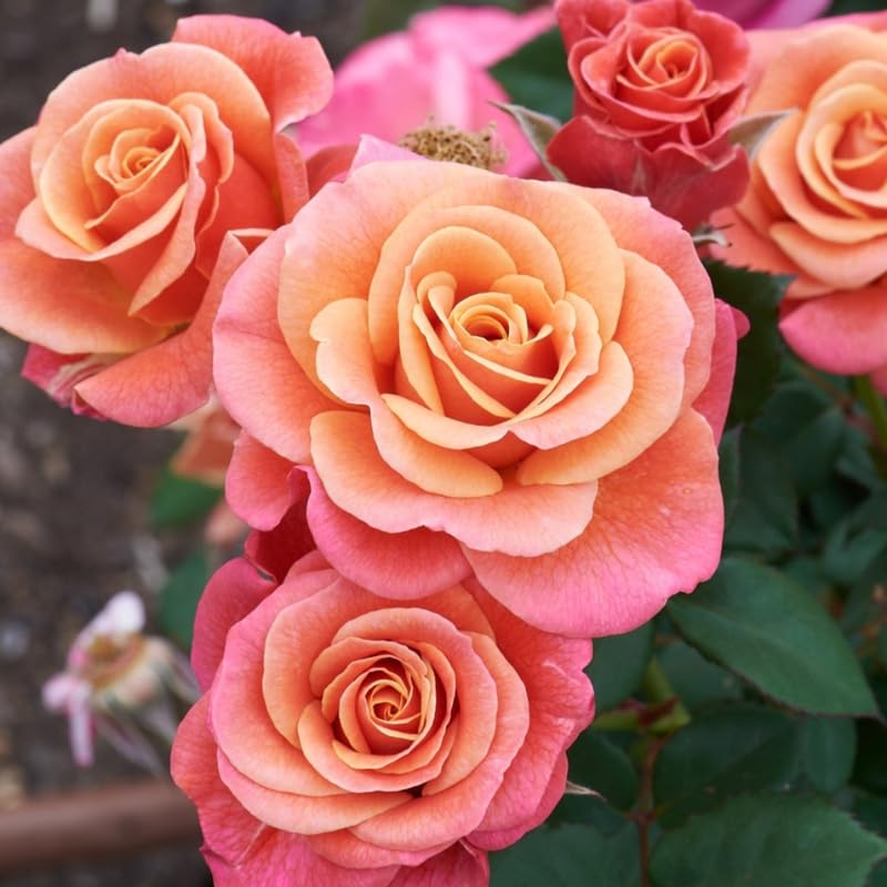 Rose Bush Live Plant, Heirloom Rose Plant Live for Planting, 5-10 Inch Tall, Fragrant Flowers Well Rooted Starter Plant, No Pot (Coral Rose)