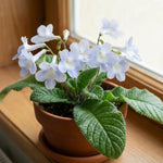 Blue Ice Streptocarpus Lady Slipper Plants in 3.25 Inch Pot, Live Flowering Houseplant for Patio, Containers and Indoor Gardening