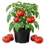 2 Beefsteak Tomato Plants, 6-8 Inc Tall, Live Tomato Plants for Planting