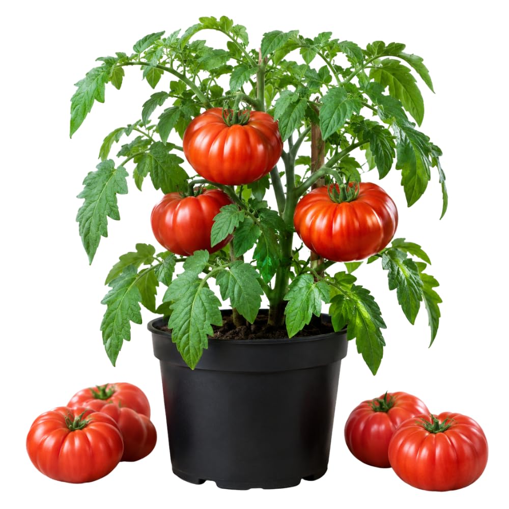 2 Beefsteak Tomato Plants, 6-8 Inc Tall, Live Tomato Plants for Planting