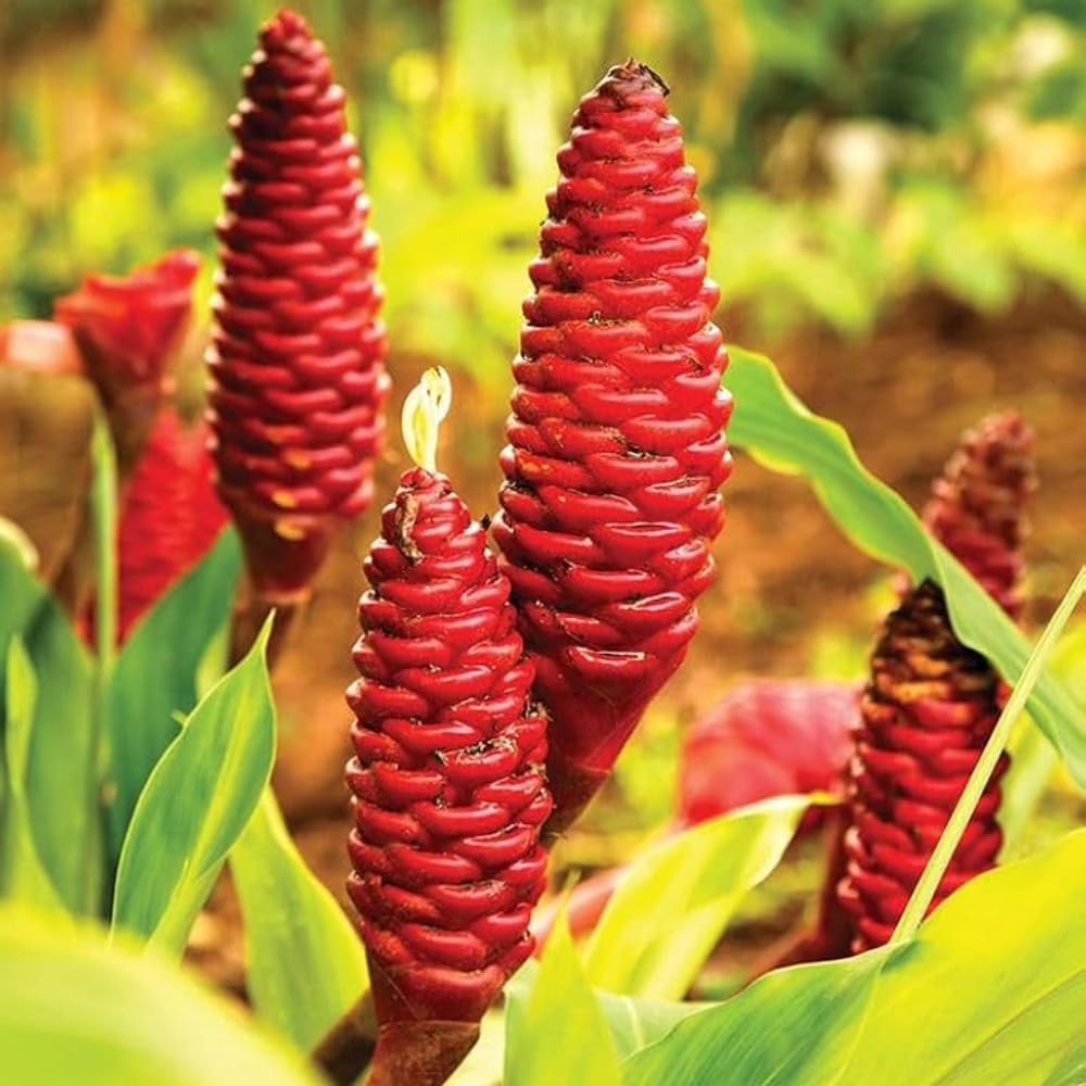 10 Count Shampoo Ginger Plant Rhizomes, Wild Awapuhi Zingiber Zerumbet Pinecone Bitter Red Ginger, Hardy in Zones 9-11