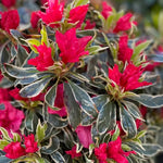 2 Sliver Azalea Plants Live Tree, Blooming Rhododendron Bushes, 5-10 Inc Tall, No Pot, for Indoor Outdoor Planting, Variegated Azalea