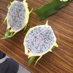 Yellow Dragon Fruit Plant Live, Live Dragon Fruit Plant, Between 4 and 6 Inches Tall, Dragon Fruit Live Plant for Garden, Dragon Fruit Tree Live Plant