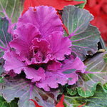 Red Cabbage Plant Live, Ornamental Cabbage Live Plant, 4 Inc Pot, Vegetable Garden