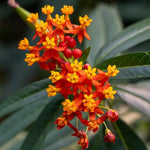 2 Tropical Milkweed Plants Live, 5-8 Inch Tall, Butterfly Milkweed Asclepias Tuberosa Plant for Perennial Flower