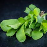 Stevia Plants Live, Herbs Garden Outdoor Indoor, Live Stevia Plant 4'' Pot