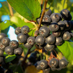 Black Aronia Chokeberry Live Plant, Cold Hardy Aronia Bush, 1-2 Ft Tall