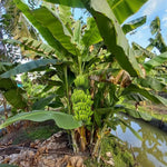 Yellow Banana Plant Tree Live, Cold Hardy 4-7" in Tall, No Pot, Outdoor Spring Planting, Rare and Sweet Banana Plants