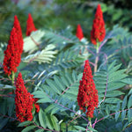2 Black Sumac Trees Live Plants Bare Roots, Dormant 1-2 Feet Tall, Hardy Shrub Fragrant Ground Cover for Landscaping