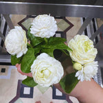 Double Jasmine Flower Plant Live, 1 Live Plant, Sambac Jasmine Plants Live, 5 to 6 Inc Tall