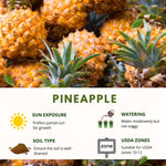 Pineapple Plant, Gold Pineapple Plants Live, Well Rooted from 4 to 6 Inches Tall, Tropical Sweet Fruit Seedling for Outdoor Gardening