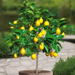 Meyer Lemon Tree Live Plant, Citrus Starter Plant 2-4” Tall in 4” Pot, Fragrant Yellow Citrus Tree