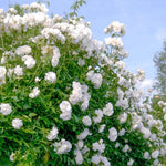 Climbing Roses Live Plants, Well Rooted 5-9" Tall, No Leaf, Ready to Plant Indoor Outdoor, Climber Rose Bush, Hybrid Tea Rose Like, Very Fragrant, Long Bloomer (White)