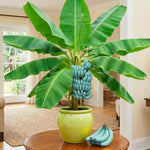 Ice Cream Banana Plant Tree Live, Cold Hardy 4-7" in Tall, No Pot, Outdoor Spring Planting, Rare and Sweet Banana Plants