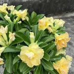 Desert Rose Plant Live, Adenium Desert Rose Plant Live, Perennial Flower Plants, 4-7 Inch Tall (Double Yellow)
